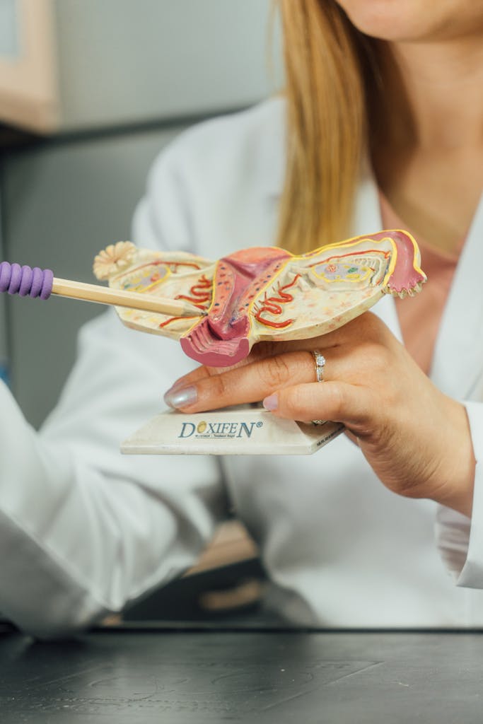 Close-up of a female doctor explaining the human reproductive system using a detailed model.